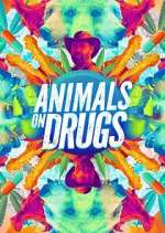 Watch Animals on Drugs M4ufreemovies