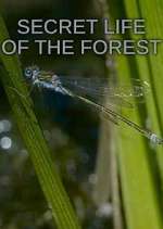 Watch Secret Life of the Forest M4ufreemovies
