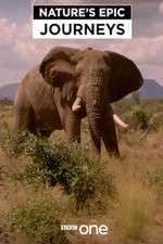 Watch Nature's Epic Journeys M4ufreemovies